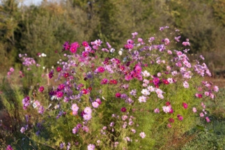 L'art du lien avec Cécile Watel