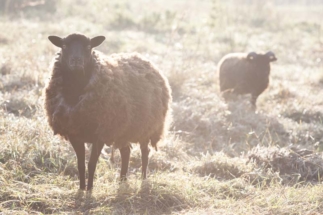 L'art du lien avec Cécile Watel