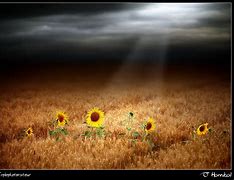 eclaircie tournesols eclaircie tournesols